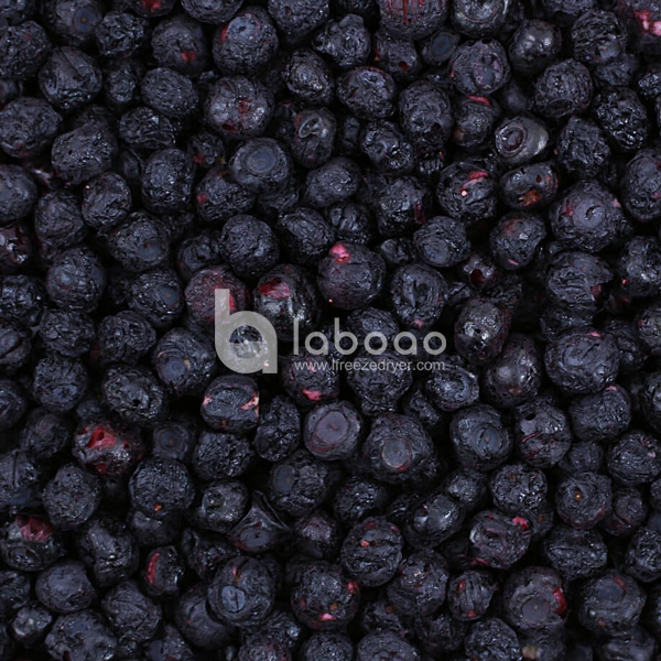 Example of freeze dried Blueberry in Industrial Freeze Dryer