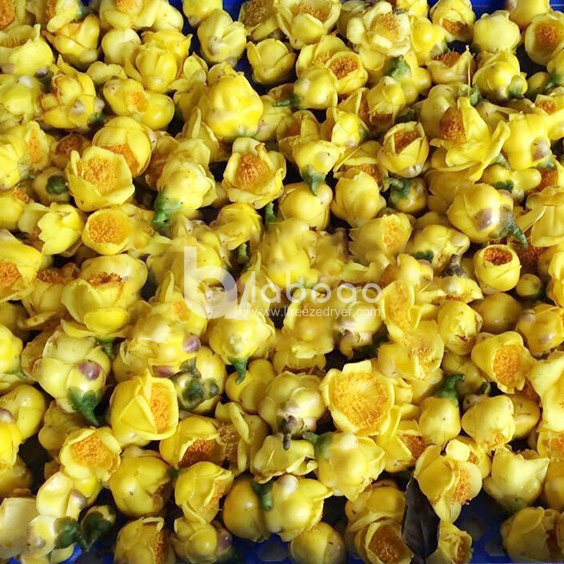 Example of freeze dried Camellia in Industrial Freeze Dryer