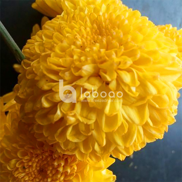 Example of freeze dried Chrysanthemum in Industrial Freeze Dryer