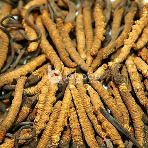 Example of freeze dried Cordyceps Sinensis in Industrial Freeze Dryer
