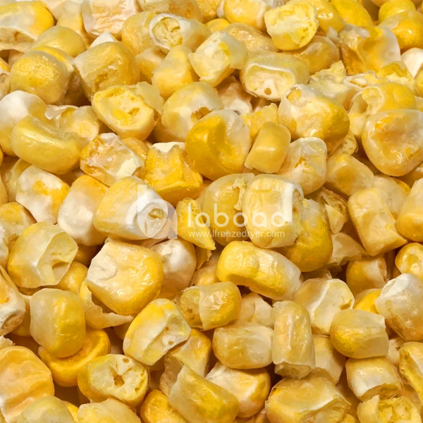 Example of freeze dried Corn in Food Freeze Dryer