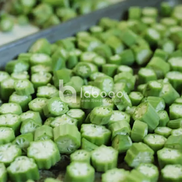 Example of freeze dried Okra in Food Freeze Dryer