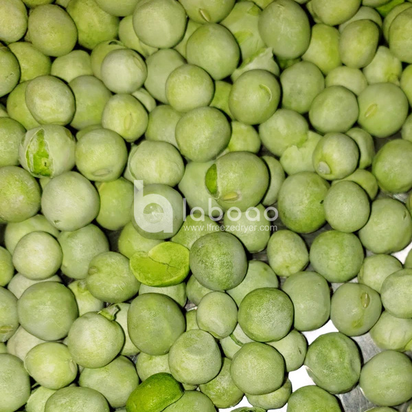 Example of freeze dried Pea in Industrial Freeze Dryer