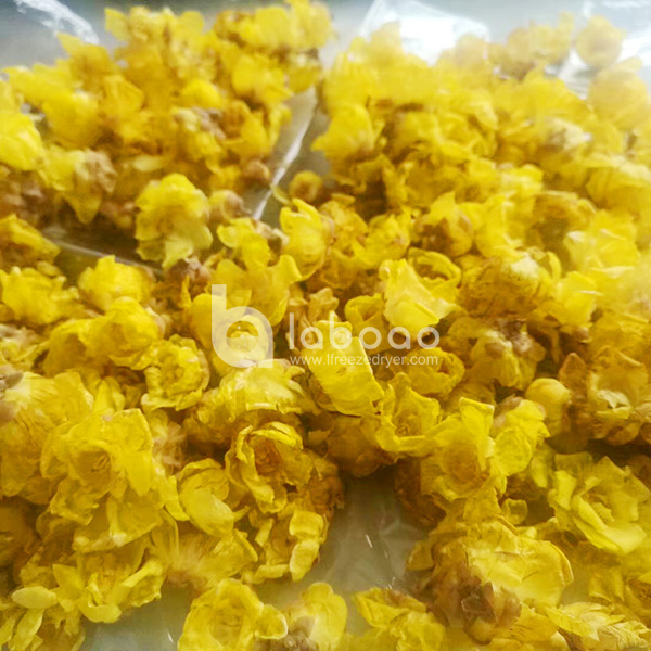 Example of freeze dried Plum blossom in Industrial Freeze Dryer