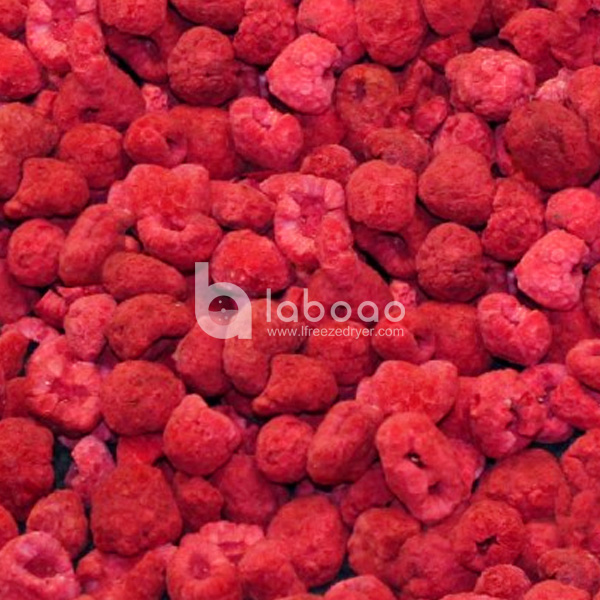 Example of freeze dried Raspberry in Industrial Freeze Dryer