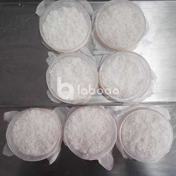 Example of freeze dried Yeast in Industrial Freeze Dryer